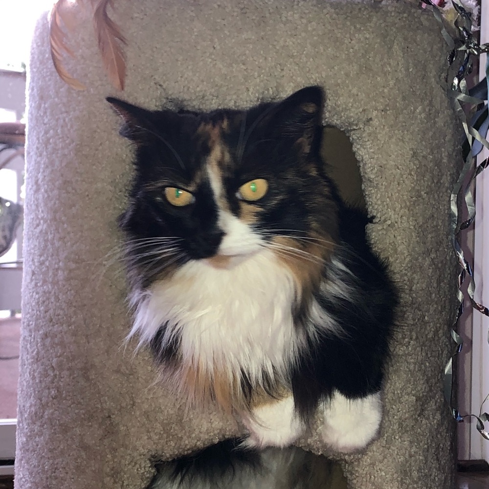 Meet your Posher, Gilda